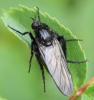 Empis ciliata